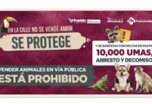Puebla refuerza operativos contra venta de animales en vía pública