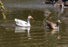 Lago IBERO Puebla conserva biodiversidad con 75 especies de aves