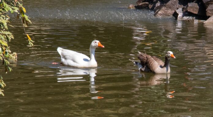Lago IBERO Puebla conserva biodiversidad con 75 especies de aves