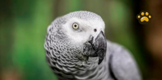 Einstein, la lora gris que aprendió más de 200 palabras