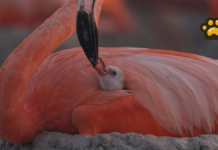 CONANP estrena documental sobre los flamencos en Yucatán