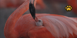 CONANP estrena documental sobre los flamencos en Yucatán