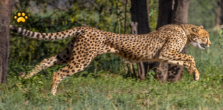 ONU declara 40 nuevas especies bajo protección internacional