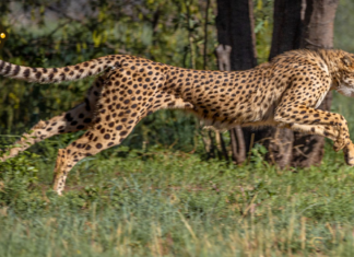 ONU declara 40 nuevas especies bajo protección internacional