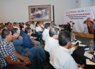 Puebla refuerza prevención contra Gusano Barrenador con 2 mil trampas instaladas