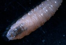 Puebla realizará barrido sanitario por casos de gusano barrenador en humanos