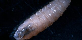 Puebla realizará barrido sanitario por casos de gusano barrenador en humanos