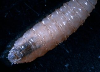 Puebla realizará barrido sanitario por casos de gusano barrenador en humanos