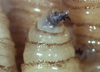 Puebla ya tiene dos casos de miasis por gusano barrenador en humanos