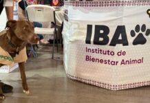Desaparece el Instituto de Bienestar Animal en Puebla; DIF lo absorberá