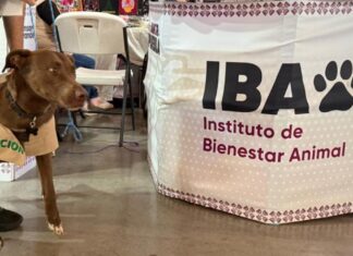 Desaparece el Instituto de Bienestar Animal en Puebla; DIF lo absorberá