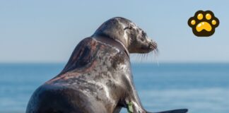 Rescatan cría de lobo marino lesionada por red de pesca en Baja California