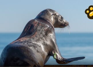 Rescatan cría de lobo marino lesionada por red de pesca en Baja California