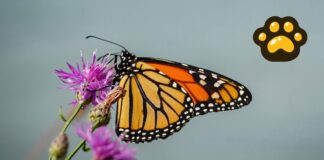 Implementan rastreo satelital para seguir migración de la mariposa monarca