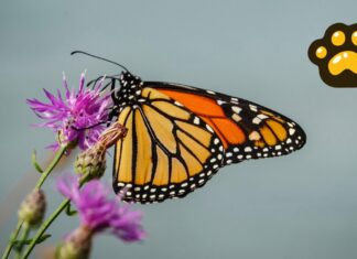 Implementan rastreo satelital para seguir migración de la mariposa monarca