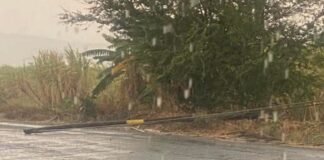 Tromba en la mixteca poblana derriba árboles, postes y corta energía