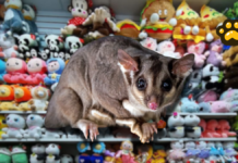 Sorprenden a zarigüeya en tienda de aeropuerto australiano