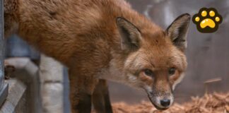 A lo “Madagascar”, zorro cruza el Atlántico escondido en un barco