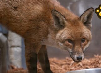 A lo “Madagascar”, zorro cruza el Atlántico escondido en un barco