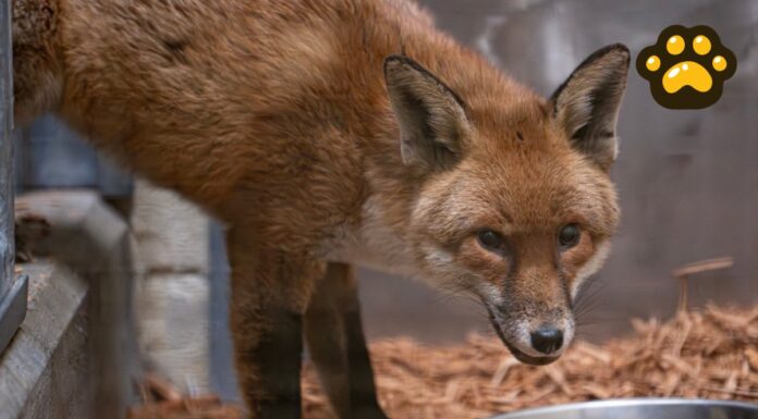 A lo “Madagascar”, zorro cruza el Atlántico escondido en un barco