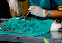 Puebla realiza más de 8 mil acciones en favor de animales en febrero