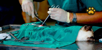 Puebla realiza más de 8 mil acciones en favor de animales en febrero