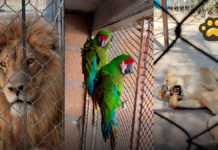 Profepa atiende caso de leones y guacamayas asegurados en Guanajuato