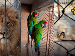Profepa atiende caso de leones y guacamayas asegurados en Guanajuato