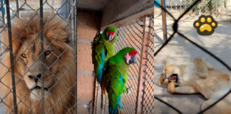 Profepa atiende caso de leones y guacamayas asegurados en Guanajuato