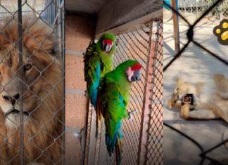 Profepa atiende caso de leones y guacamayas asegurados en Guanajuato