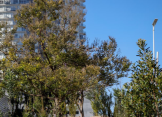 Gobierno de Puebla planta más de 2 mil árboles en tres días