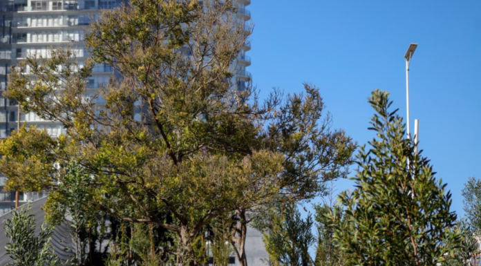 Gobierno de Puebla planta más de 2 mil árboles en tres días