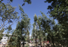 Plantación de 10 mil árboles en Puebla generará agua, oxígeno y vida