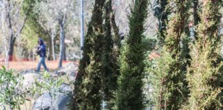 No es apto el 50% de los árboles compensatorios por Cablebús, señalan ambientalistas