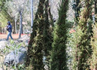 No es apto el 50% de los árboles compensatorios por Cablebús, señalan ambientalistas