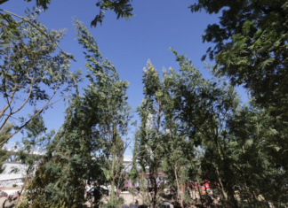 Plantación de 10 mil árboles en Puebla generará agua, oxígeno y vida