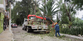 Atenderán 4 mil dictámenes para poda y retiro de árboles en Puebla