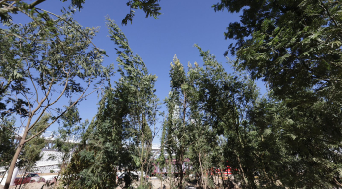 Plantación de 10 mil árboles en Puebla generará agua, oxígeno y vida