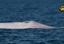 ¿Qué se sabe de la ballena azul albina vista en Bahía de Loreto?