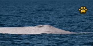 ¿Qué se sabe de la ballena azul albina vista en Bahía de Loreto?