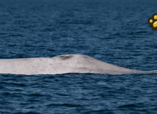 ¿Qué se sabe de la ballena azul albina vista en Bahía de Loreto?