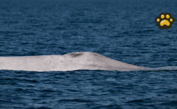 ¿Qué se sabe de la ballena azul albina vista en Bahía de Loreto?