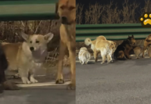 Siete perros recorren 17 km para volver con sus dueños en China