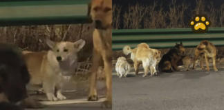 Perros recorren 17 km para regresar con sus dueños en China