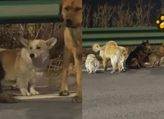 Perros recorren 17 km para regresar con sus dueños en China