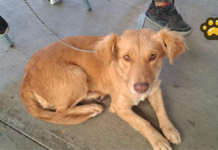 Atlixco invita a jornada gratuita de esterilización canina y felina