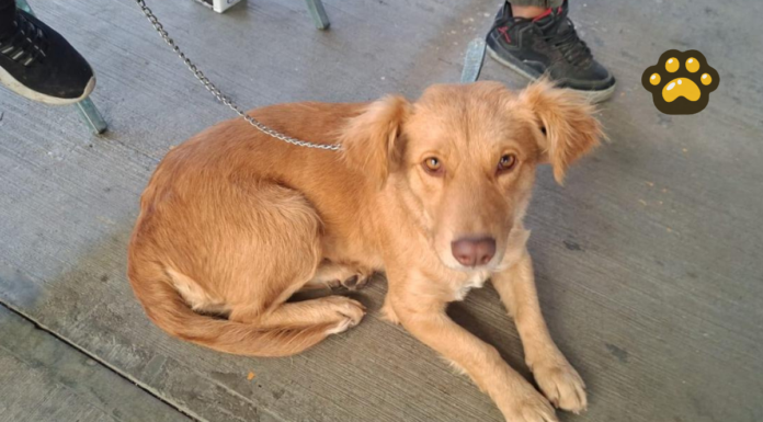 Atlixco invita a jornada gratuita de esterilización canina y felina