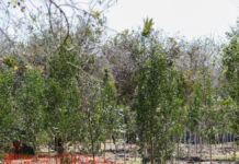 Puebla invertirá 300 mdp en proyectos ambientales