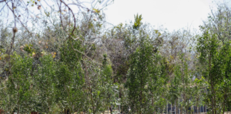 Puebla invertirá 300 mdp en proyectos ambientales