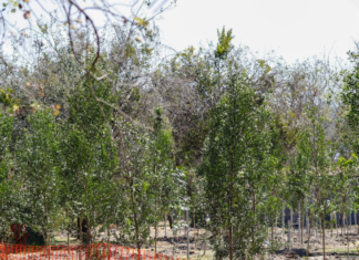 Puebla invertirá 300 mdp en proyectos ambientales